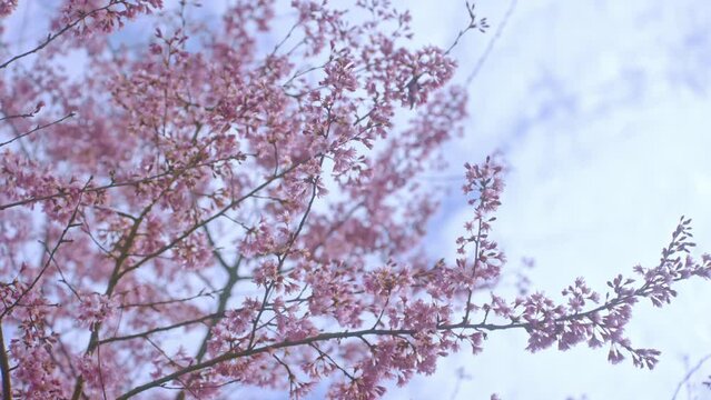 eine japanische Bl&uuml;tenkirsche