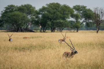 wild male blackbuck or antilope cervicapra or indian antelope with face expression and group or...
