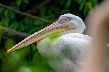 A stunning close-up of a Great White Pelican, showcasing its regal beauty and elegance.