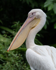 A stunning close-up of a Great White Pelican, showcasing its regal beauty and elegance.