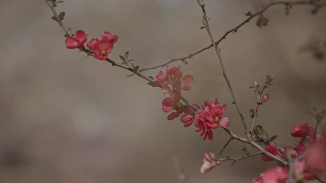 Bl&uuml;ten an einem Ast einer japanischen Zierquitte