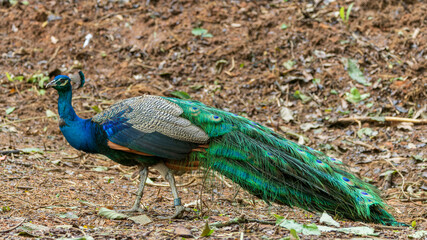 Behold the breathtaking beauty of a majestic peacock, adorned in vibrant hues, proudly displaying its magnificent plumage amidst the wonders of nature.