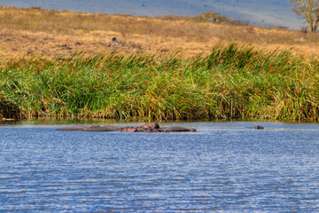 Group of hippos (Hippopotamus amphibius) in a lake in Ngorongoro Crater national park, Tanzania