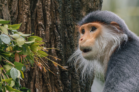 Nature wildlife of The Red-shanked Douc, a true marvel of the animal kingdom