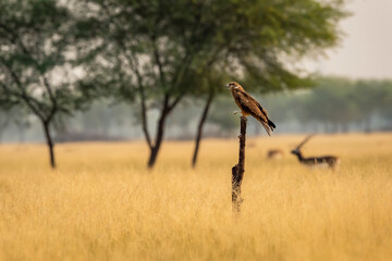Black kite or Milvus migrans bird closeup or portrait with face expression perched in grassland of tal chhapar blackbuck sanctuary churu rajasthan india asia