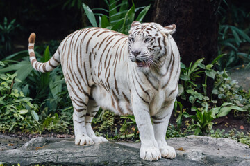 mesmerizing beauty of an Albino Tiger, a truly extraordinary and rare sight in the wild.