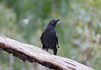 Pied Currawong black bird perched in natural habitat, New South Wales, Australia