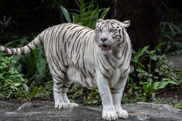 Fototapeta premium mesmerizing beauty of an Albino Tiger, a truly extraordinary and rare sight in the wild.