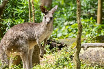 Naklejka na ściany i meble Nature wildlife image of Kangaroo standing still