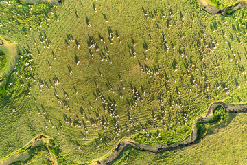 Ordu Persembe Plateau, Persembe Plateau is a popular plateau famous for meandering. Green grass has streams in it. known as in Turkish 