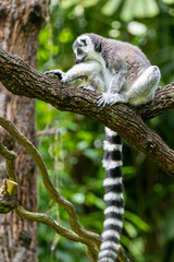 Striking Black and White Ring-tailed Lemur (Lemur catta) - Captivating Wildlife Stock Photo of Madagascar's Iconic Primate