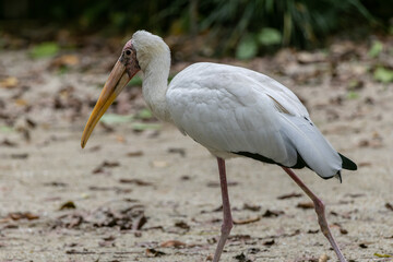 Obraz premium Graceful Milky Stork (Mycteria cinerea) in its Natural Habitat - Majestic Wildlife