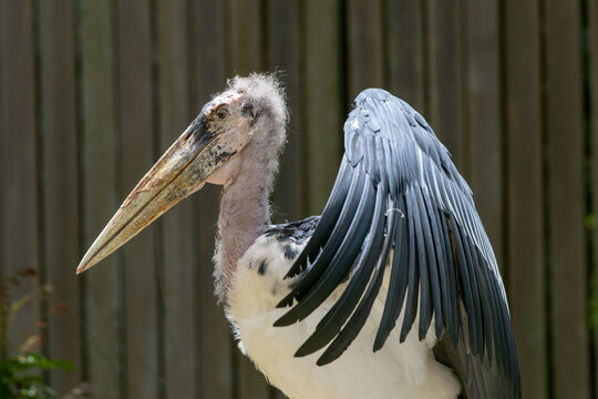 Magnificent Marabou Stork (Leptoptilos crumeniferus) in habitat life - Stunning Wildlife