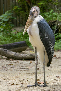 Magnificent Marabou Stork (Leptoptilos crumeniferus) in habitat life - Stunning Wildlife