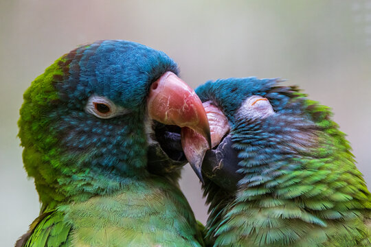 Sweet Moments of Affection - Lovely Parrot Couple Sharing a Kiss - Heartwarming Avian