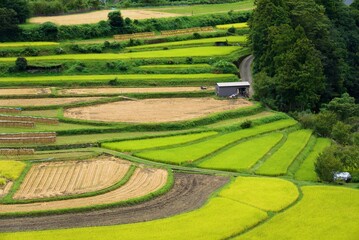 あらぎ島の田園風景