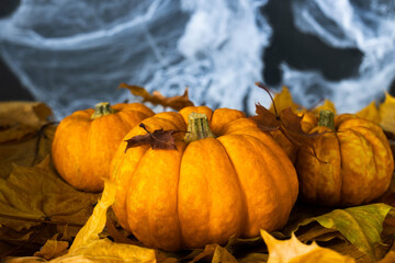 Halloween's holiday attributes. Three pumpkins on a black background with spider webs and autumn...