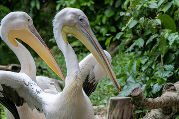 A stunning close-up of a Great White Pelican, showcasing its regal beauty and elegance.
