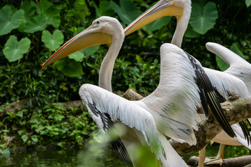 A stunning close-up of a Great White Pelican, showcasing its regal beauty and elegance.