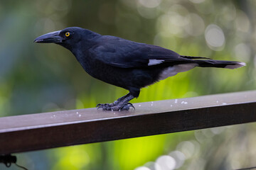 Pied Currawong black bird perched in natural habitat, New South Wales, Australia