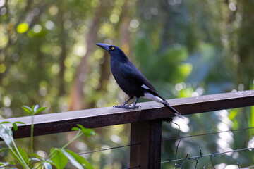 Pied Currawong black bird perched on ledge in natural habitat, New South Wales, Australia
