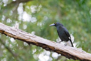 Pied Currawong black bird perched in natural habitat, New South Wales, Australia