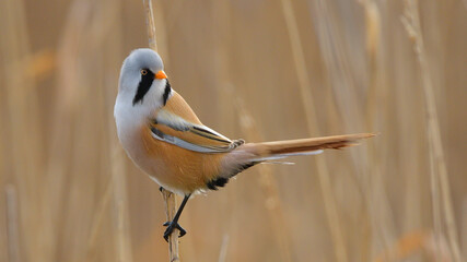 Bearded Tit or Reedling, on a reed