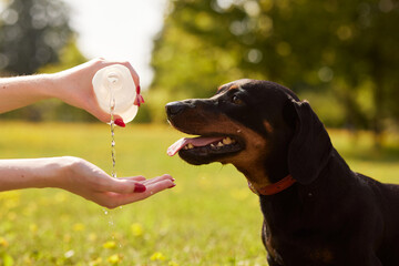 Pet owner giving the water to handicapped to dog. Young girl caring for a paralyzed dachshund on a...