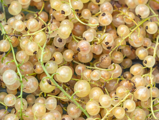 Yellow berry currant as background. Close-up