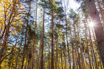 Trees in a mixed autumn forest. Nature