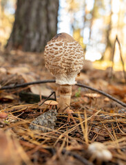 Mushrooms umbrellas grow in the autumn forest. Close-up