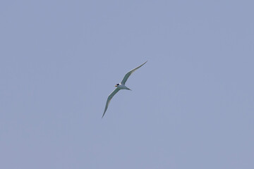Australian tern or Australian gull-billed tern in flight in the Tweed River inlet, New South Wales