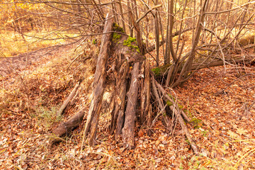 Fallen logs in the forest in autumn