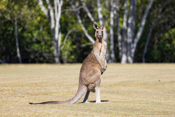Eastern Grey Kangaroo seen in natural bushland habitat in New South Wales, Australia