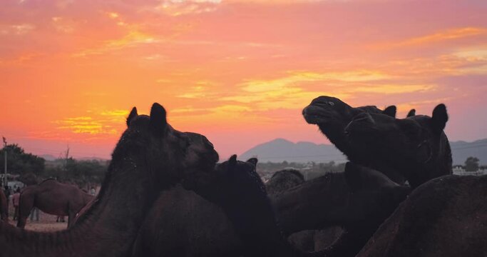 Camels silhouettes on sunset at Pushkar mela camel fair in field. Pushcar Camera Fair is a famous indian festival. Pushkar, Rajasthan, India, Asia