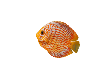 Pompadour fish isolated on transparen background. Red Symphysodon discus fish cut out icon, side view