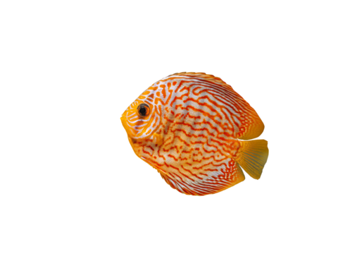 Pompadour fish isolated on transparen background. Red Symphysodon discus fish cut out icon, side view