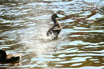 duck in the water