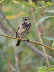 sparrow on a twig