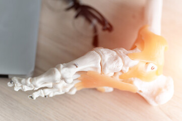 leg of human skeleton anatomical model Physiotherapist explaining joints model . on Chiropractor...