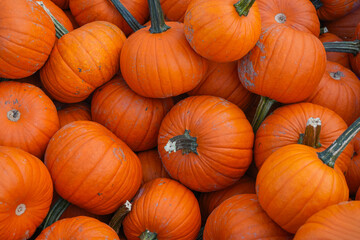 pumpkin harvest in autumn season