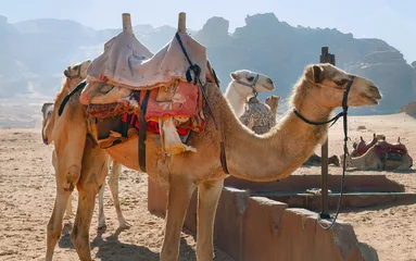 Foto op Plexiglas Bedouin caravan with camels sitting in the red sand desert of Wadi Rum Jordan, UNESCO World Heritage site, Outdoor National Park, travel adventure © Darr.di
