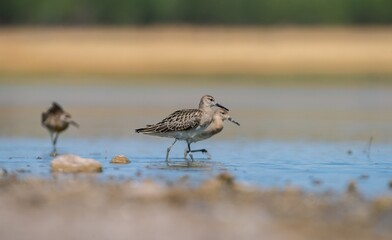Ruff (Calidris pugnax) is a wetland bird. It lives in suitable habitats in Asia, Europe and Africa. It is known as a migratory bird in Turkey.