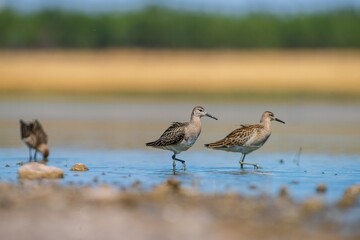 Ruff (Calidris pugnax) is a wetland bird. It lives in suitable habitats in Asia, Europe and Africa. It is known as a migratory bird in Turkey.