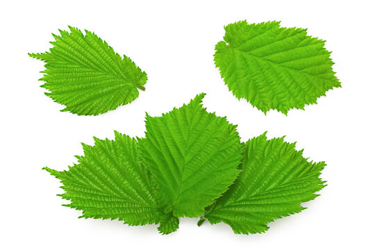 hazelnut leaves isolated on white background. top view. clipping path