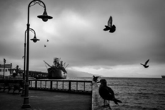 Seagulls Flying over Pier 45 in San Francisco, California, with the World War II Ship SS Jeremiah O'Brien in the Background