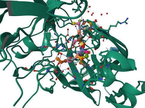 Crystal structure of renin active center with inhibitor aliskiren bound. 3D cartoon model, chain id color scheme, PDB 2v0z