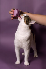 Domestic spotted cat licking a pink macaron from the owner's hand, on a purple background, studio light, isolate, paste text, copy space