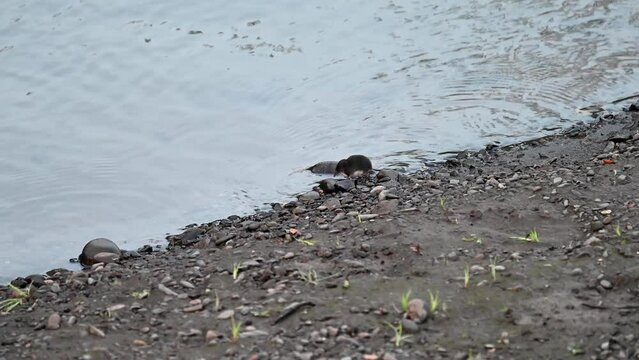 Water shrew