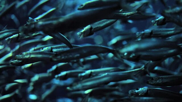 School of Pacific sardines - close up underwater wildlife